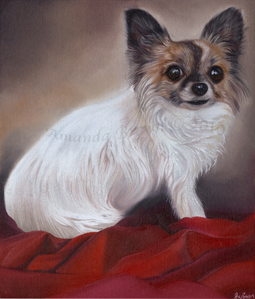 Chippy the chihuahua